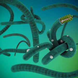 Ebola-Virus-16-M-300x300-2-1