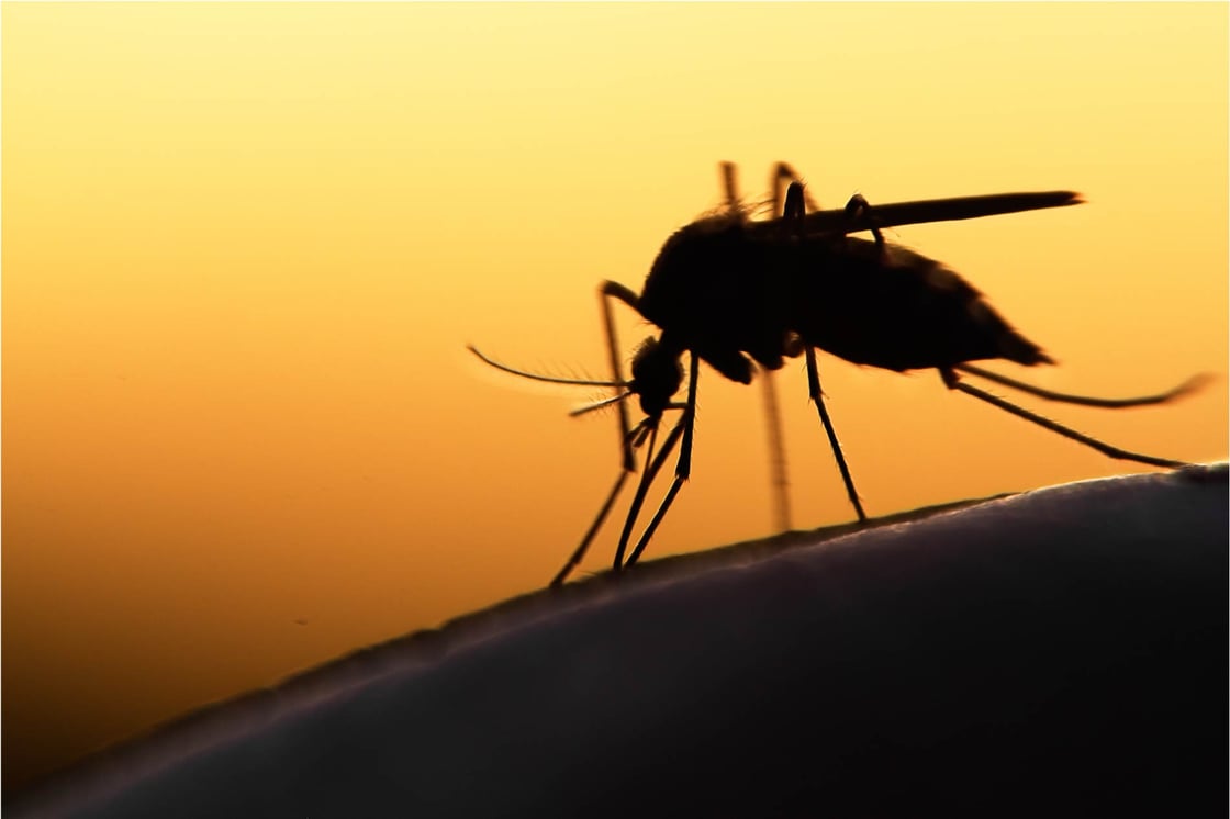 Mosquito-1-Low-res-2-1