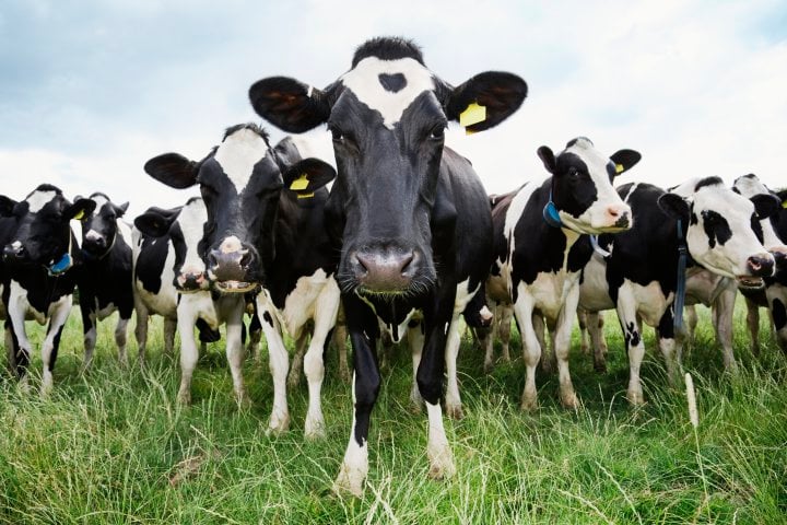 cow-army