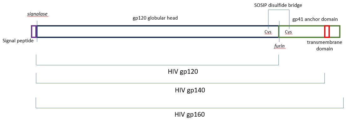 HIV-gp140